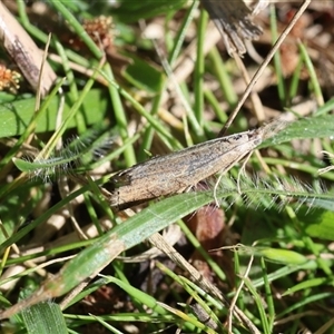 Faveria tritalis at Lyons, ACT - 12 Oct 2025 by ran452