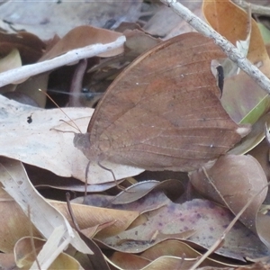 Heteronympha merope at Ballina, NSW - 29 Sep 2025 by Christine