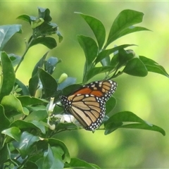 Danaus plexippus (Monarch) at Ballina, NSW - 29 Sep 2025 by Christine