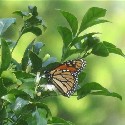 Danaus plexippus (Monarch) at Ballina, NSW - 29 Sep 2025 by Christine
