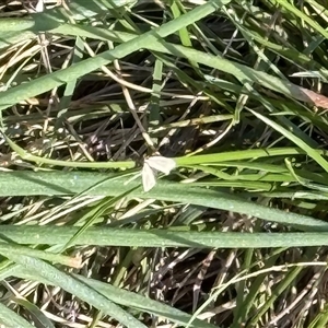 Lepidoptera unclassified ADULT moth (Unidentified - Moth) at Lyons, ACT - 12 Oct 2025 by ran452