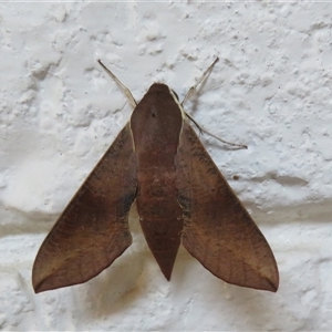 Hippotion scrofa (Coprosma Hawk Moth) at Ballina, NSW - 29 Sep 2025 by Christine