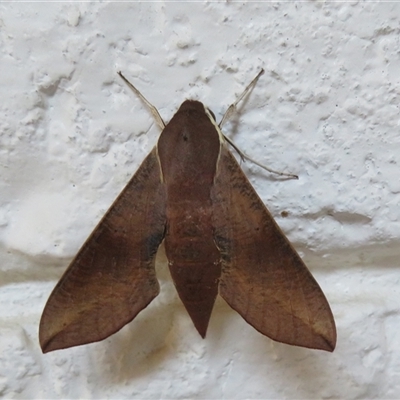 Hippotion scrofa (Coprosma Hawk Moth) at Ballina, NSW - 29 Sep 2025 by Christine