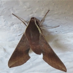 Hippotion scrofa at Ballina, NSW - 29 Sep 2025 10:46 AM