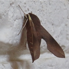 Hippotion scrofa at Ballina, NSW - 29 Sep 2025 10:46 AM