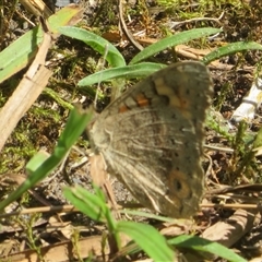 Junonia villida (Meadow Argus) at Ballina, NSW - 29 Sep 2025 by Christine