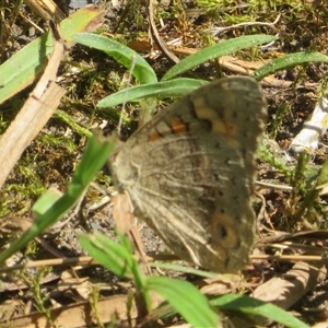Junonia villida at Ballina, NSW - 29 Sep 2025 by Christine