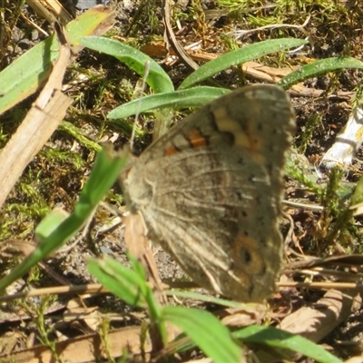 Junonia villida (Meadow Argus) at Ballina, NSW - 29 Sep 2025 by Christine