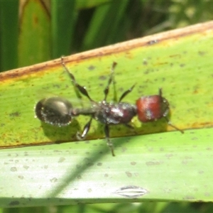 Podomyrma sp. (genus) (Muscleman Tree Ant) at Ballina, NSW - 29 Sep 2025 by Christine
