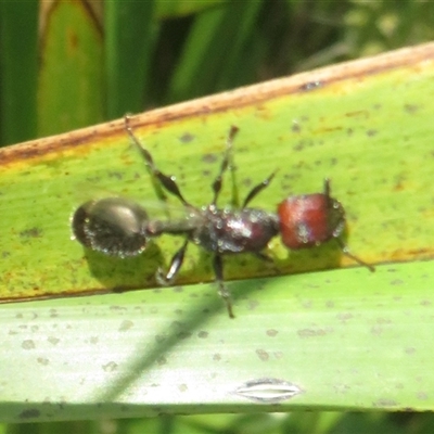 Podomyrma sp. (genus) (Muscleman Tree Ant) at Ballina, NSW - 29 Sep 2025 by Christine