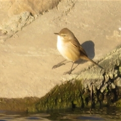 Acrocephalus australis at Strathnairn, ACT - 3 Oct 2025 by Christine