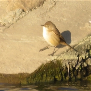 Acrocephalus australis at Strathnairn, ACT - 3 Oct 2025 by Christine