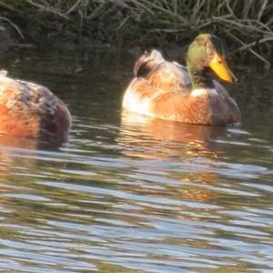Anas platyrhynchos at Strathnairn, ACT - 3 Oct 2025 by Christine