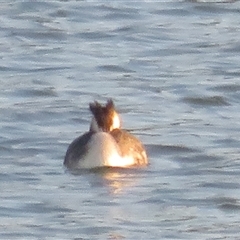 Podiceps cristatus (Great Crested Grebe) at Strathnairn, ACT - 3 Oct 2025 by Christine