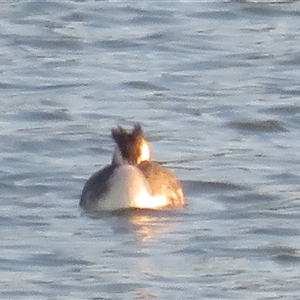 Podiceps cristatus (Great Crested Grebe) at Strathnairn, ACT - 3 Oct 2025 by Christine