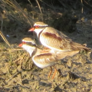 Thinornis melanops (Black-fronted Dotterel) by Christine