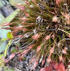 Centrolepis fascicularis (Tufted Centrolepis) at Bundanoon, NSW - 11 Oct 2025 by JaneR