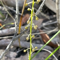 Lomandra cylindrica (Needle Mat-rush) at Bundanoon, NSW - 11 Oct 2025 by JaneR