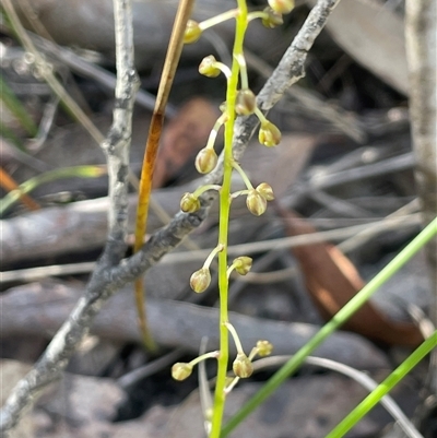 Lomandra cylindrica (Needle Mat-rush) at Bundanoon, NSW - 11 Oct 2025 by JaneR