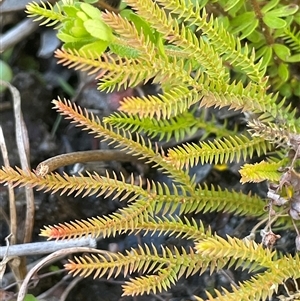 Pteridium esculentum at Bundanoon, NSW - 11 Oct 2025 by JaneR