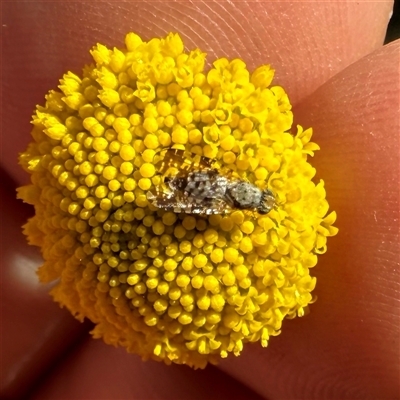 Austrotephritis poenia (Australian Fruit Fly) at Googong, NSW - 12 Oct 2025 by Wandiyali
