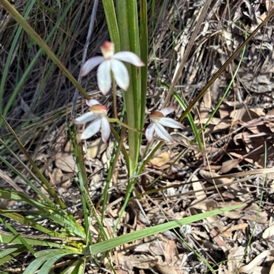 Unverified Orchid at Yarralumla, ACT - 12 Oct 2025 by Jenny54
