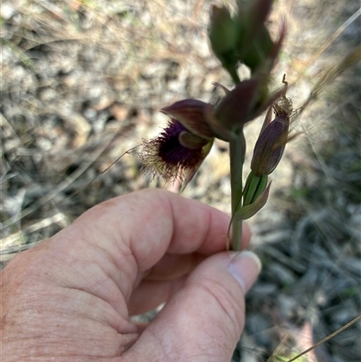 Calochilus platychilus at Yarralumla, ACT - 12 Oct 2025 by Jenny54