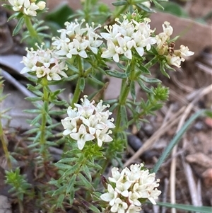 Asperula scoparia (Prickly Woodruff) at Campbell, ACT - 12 Oct 2025 by SilkeSma