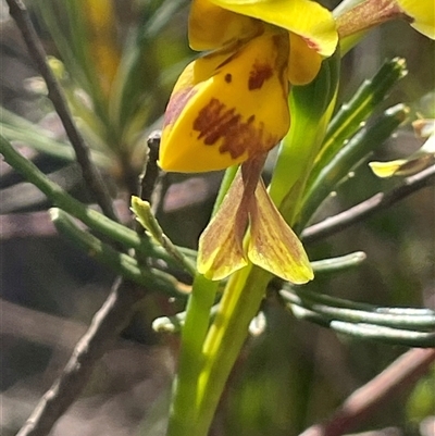 Diuris sulphurea (Tiger Orchid) at Bundanoon, NSW - 11 Oct 2025 by JaneR