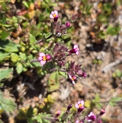 Parentucellia latifolia (Red Bartsia) at Isaacs, ACT - 12 Oct 2025 by Mike