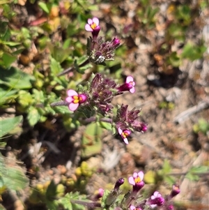 Parentucellia latifolia (Red Bartsia) at Isaacs, ACT - 12 Oct 2025 by Mike