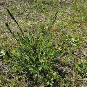 Unverified Other Wildflower or Herb at Isaacs, ACT - 12 Oct 2025 by Mike