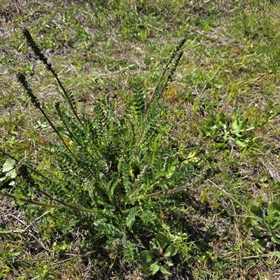 Acaena x ovina (Sheep's Burr) at Isaacs, ACT - 12 Oct 2025 by Mike