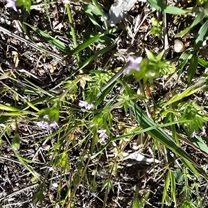 Unverified Other Wildflower or Herb at Isaacs, ACT - 12 Oct 2025 by Mike