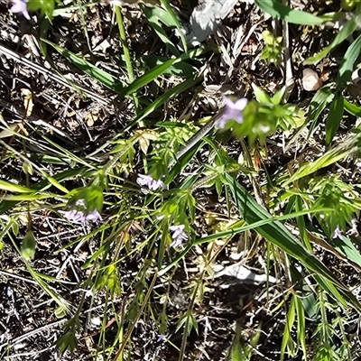 Sherardia arvensis (Field Madder) at Isaacs, ACT - 12 Oct 2025 by Mike
