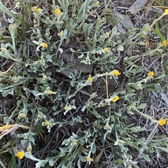 Chrysocephalum apiculatum (Common Everlasting) at Denman Prospect, ACT - 11 Oct 2025 by Jennybach