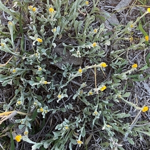 Chrysocephalum apiculatum (Common Everlasting) at Denman Prospect, ACT - 11 Oct 2025 by Jennybach