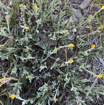 Chrysocephalum apiculatum (Common Everlasting) at Denman Prospect, ACT - 11 Oct 2025 by Jennybach
