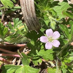 Geranium (genus) at Denman Prospect, ACT - 11 Oct 2025 by Jennybach