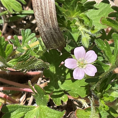 Geranium solanderi var. solanderi (Native Geranium) at Denman Prospect, ACT - 11 Oct 2025 by Jennybach