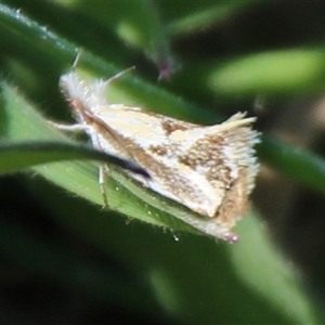 Thema macroscia (A concealer moth) at Denman Prospect, ACT - 11 Oct 2025 by Jennybach