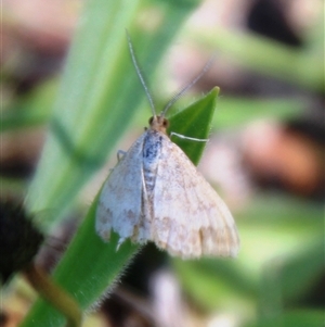 Scopula rubraria (Reddish Wave, Plantain Moth) at Denman Prospect, ACT - 11 Oct 2025 by Jennybach