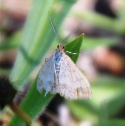Scopula rubraria (Reddish Wave, Plantain Moth) at Denman Prospect, ACT - 11 Oct 2025 by Jennybach