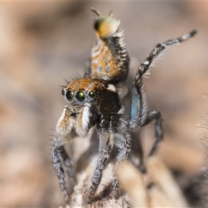 Maratus plumosus (Plumed Peacock Spider) at Uriarra Village, ACT - 12 Oct 2025 by patrickcox