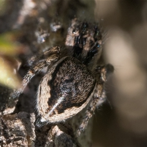 Maratus plumosus at Uriarra Village, ACT - 12 Oct 2025 by patrickcox