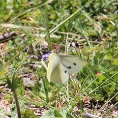 Pieris rapae (Cabbage White) at Denman Prospect, ACT - 11 Oct 2025 by Jennybach