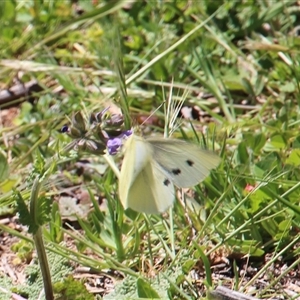 Pieris rapae (Cabbage White) at Denman Prospect, ACT - Yesterday by Jennybach