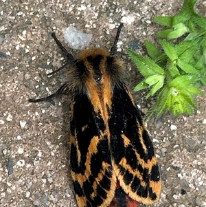 Ardices curvata (Crimson Tiger Moth) by LisaH