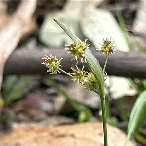 Luzula densiflora (Dense Wood-rush) by LisaH