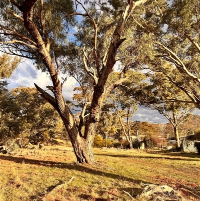 Callocephalon fimbriatum (Gang-gang Cockatoo) at Hackett, ACT - 23 Aug 2025 by MichaelSaxon